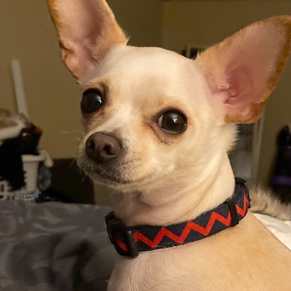 Meet your Posher, Jill